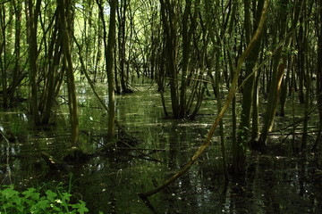 Swamp in national park Langdonken in Belgium. Spring time, the sun shines through the foliage. The white stuff that floats on the black water is the blossom of the willow tree.