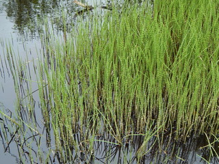 Forest swampy river and green reed