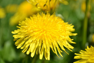 dandelion on green background