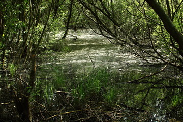 Swamp in national park Langdonken in Belgium. Spring time, the sun shines through the foliage. The white stuff that floats on the black water is the blossom of the willow tree.