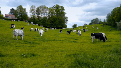 Vaches dans un pr&eacute;