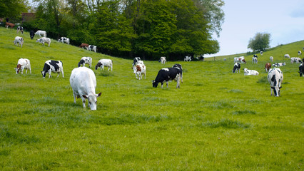 Vaches dans un pré