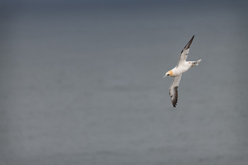 Gannet in Flight