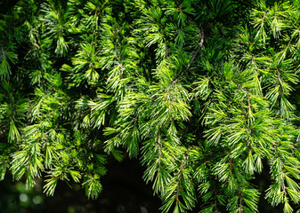 Close-up of young brightly green needles of Himalayan cedar (Cedrus Deodara, Deodar) growing on Black Sea coast in city Tuapse. Selective focus. Beautiful natural green background for any designs