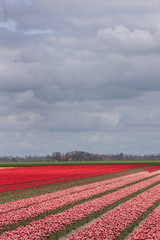 Field of tulips Emmeloord Noordoostpolder Netherlands