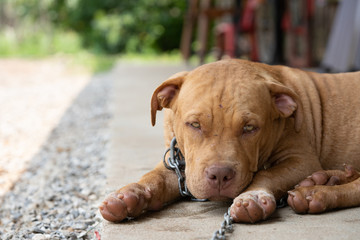 Happy pit bull in relax time