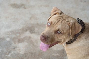 Happy pit bull in relax time