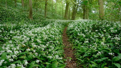 Ail des ours - Allium ursinum
