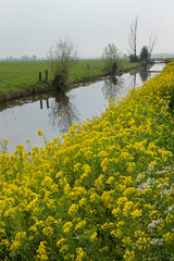 Ditch with wild flowers. Staphorst Netherlands