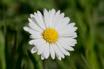 Daisy spring