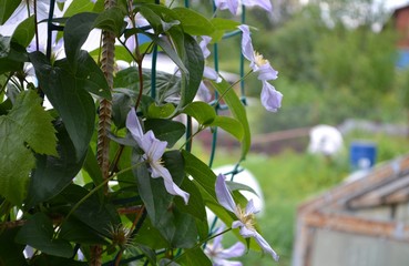 flower, clematis, nature, purple, garden,botany, plant, green, summer, flora, flowering, spring,  blossom, flowering, flowers, beauty, floral, petal, macro, purple, beautiful, gardening, natural