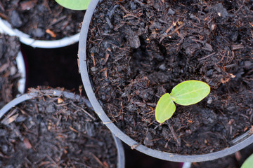 Tiny new seedlings planted in pots in a garden, green shoots growing in soil.