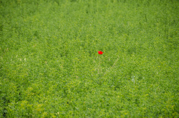 Unique - individual - special - Red Common poppy isolated in green grass