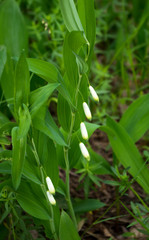 blooming Solomon's seal