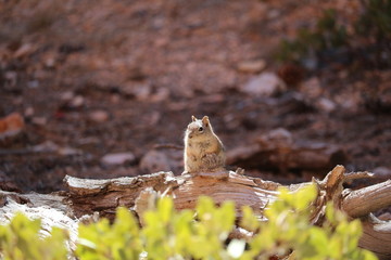 marmot in the snow