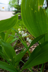 Obraz premium lily of the valley