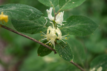 white spider-like flowers