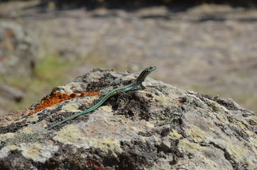 Detail close-up of a common lizard 