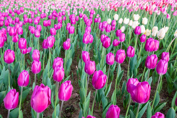 Obraz premium tulip field in Japan