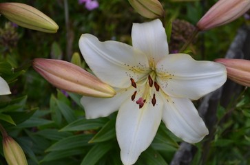 Fototapeta premium flower, nature, lily, white, flowers, plant, spring, garden, lily, blossom, green, beauty, summer, flora, flowering, petal, floral, macro, summer, color, orange, beautiful, leaf, petals, close up
