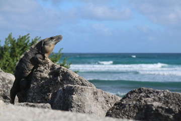 iguana on the beach