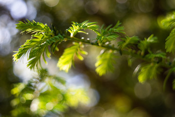 Green leaves taxus on the branches is macro