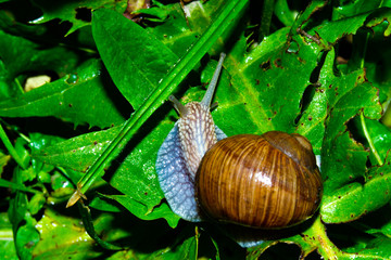 snail on a leaf