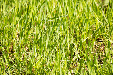 Background with bright green grass, soft focus