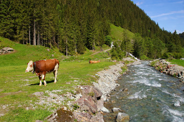 Fototapeta na wymiar Hiking in spring to Duisitzkarsee, grazing cows - Styria, Austria