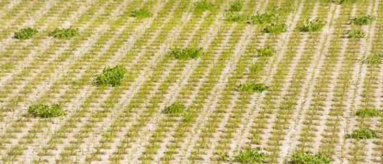 Background with grass grows through the pavement