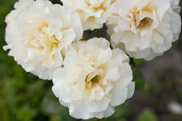  White roses close up in nature