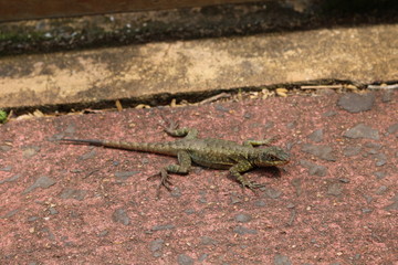 lizard on the stone