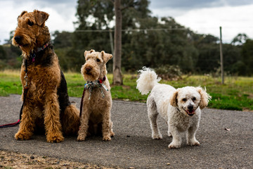 three dogs in the path