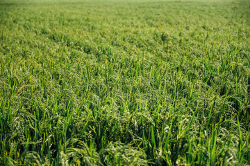 Obraz premium green rice field in Thailand