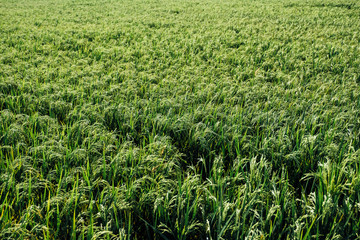 green rice field in Thailand