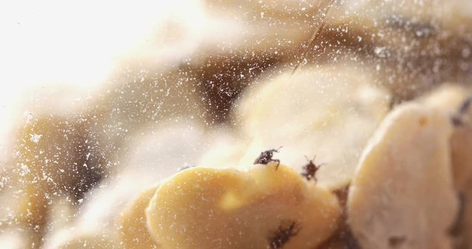  Grain weevil bugs in jar with dry beans, common domestic pest on stored grain food, close-up