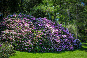 A giant rhododendron plant flowering in the spring garden.