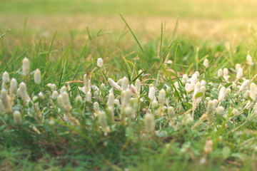 Closeup white grass flowers on the ground in the garden with yellow sunlight.