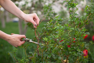 Girl cuts the dry bush branches rose with secateurs in the garden in spring. Hands of the woman closeup.