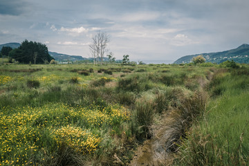 Marshlands and swamps in the Urdaibai Biosphere Reserve in the Basque Country