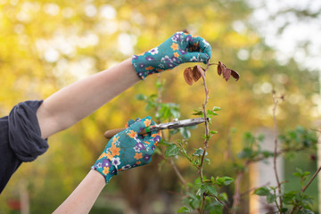 Girl cuts the dry bush branches rose with secateurs in the garden in spring. Hands of the woman...