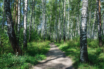Footpath in birch grove