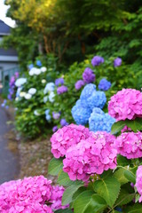 flowers in the garden