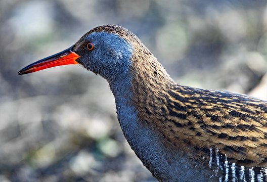 Water rail portrait, at Sprotbrough Flash, Doncaster.