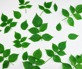 fresh green leaves of raspberry on a white background