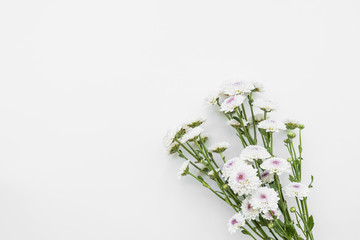 Simple fresh light flowers on stems
