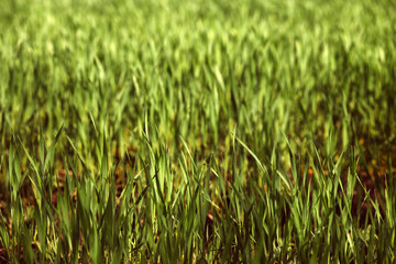 Green rye in field on a sunny day, Europa