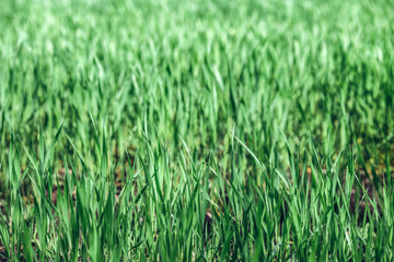 Fototapeta na wymiar Green rye in field on a sunny day, Europa