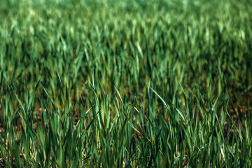 Green rye in field on a sunny day, Europa