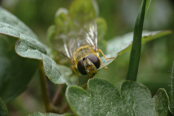Yellow with black stripes fly sits on a green leaf. Macro photography of insects.